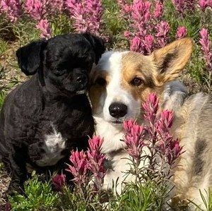 Meet your Posher, Darla